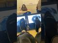 Pug Licking The Screen Meme Puglicking Pug