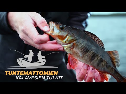 Kilpailu alkaa | 2. jakso | #1 Tuntemattomien kalavesien tulkit