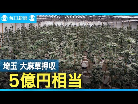 麻(Cannabis sativa)はアジア原産の一年草です