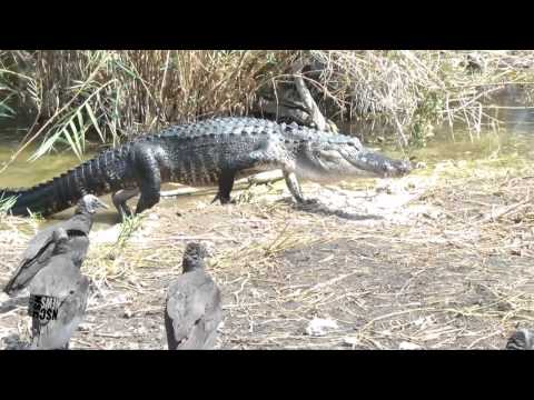Everglades National Park, Crocodiles, Al