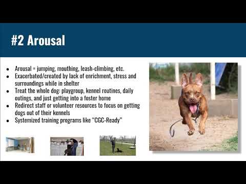 Behavior Dogs Alive! Solving 8 Common Behaviors that Happen in Shelters - conference recording
