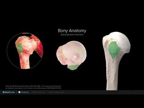Anatomy of the Shoulder with Arthroscopy