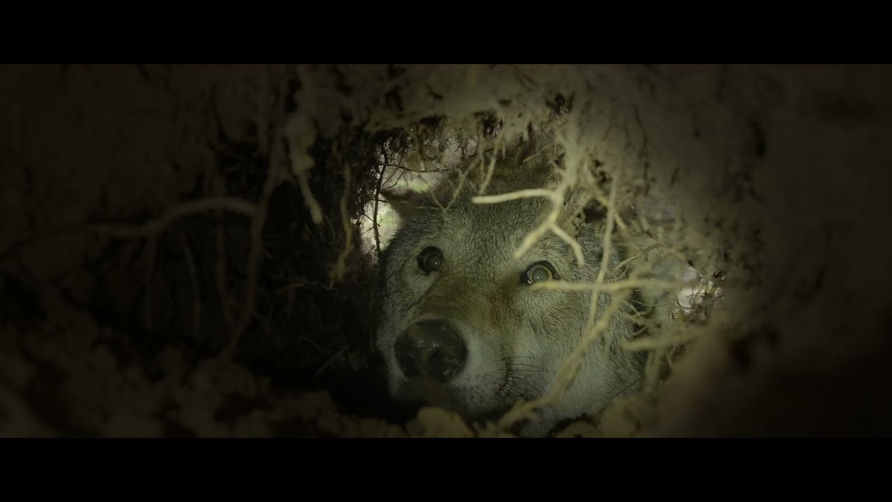 Teaser WOLF