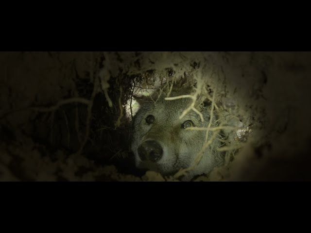 Teaser WOLF