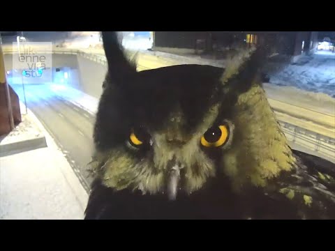 Пернатый нарушитель порядка