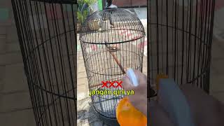 Download lagu Dapat hibah Cendet giras total !! mp3