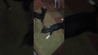 Toy Fox Terrier Puppies Videos