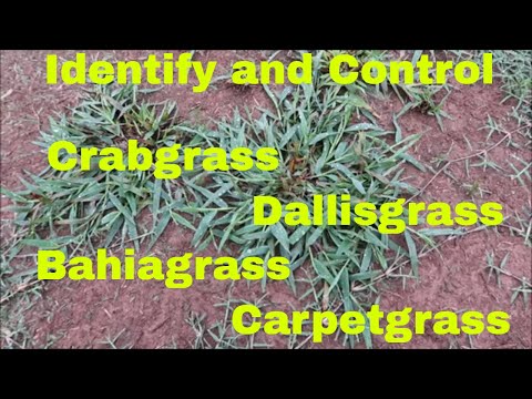 Weed Control and Identification of Crabgrass, Dallisgrass, Bahiagrass and Carpetgrass