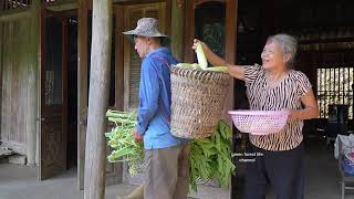 Harvest corn to sell and take care of the birds. Robert | Green forest life