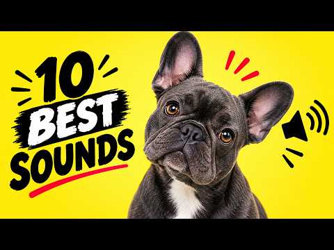 10 DOG Sounds That Make Dogs Stop, Listen &amp; React 🐶🔊