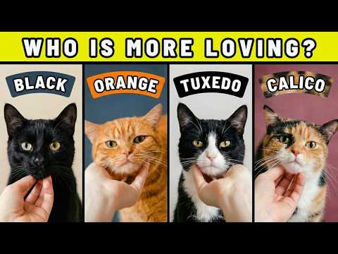 Why You’ve Been Choosing the Wrong Cat Color for Years