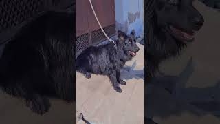 Black German Shepherd Stud Service Sultaan 😎  #gsd #germanshepheard #dog #dogs