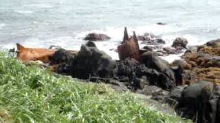 preview picture of video '納沙布岬から見た風景　Cape Nosappu(Nemuro,Hokkaido,Japan)'