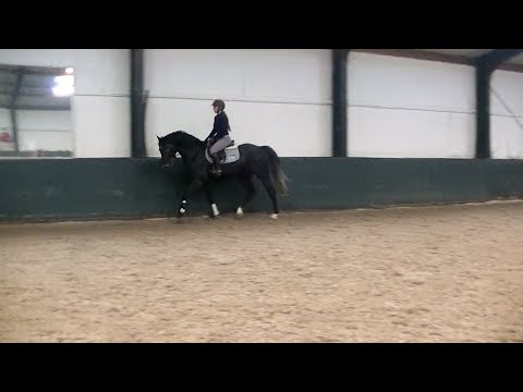 **SOLD TO UK** 4yo (2016) Humberto Ask (Cornet Obolensky) x Candoletto Stallion ~ Ridden flatwork