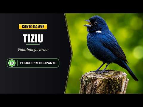 Jacarina modročierna (Volatinia jacarina) — video o speve a chove