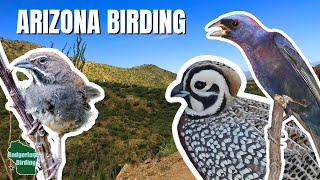 My Best Day of Birding in Arizona! (With a Record-breaking birder)