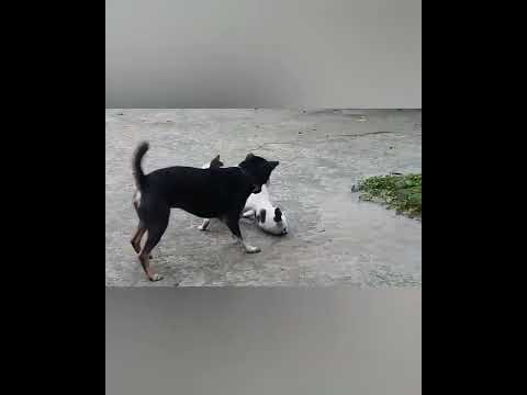 dog attacks cat   ( warning graphic content ) !!!
