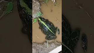 Download lagu Suara Kodok Ijo mp3 Download lagu Suara Kodok Ijo mp3