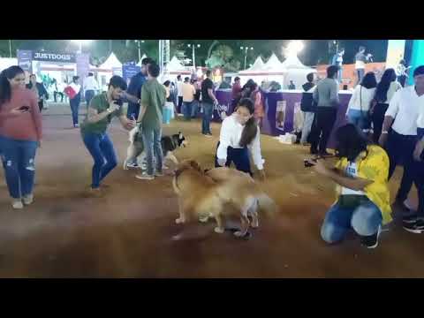 Dog Show🐶🐾...and Enzo had a great time too...Nov 2022