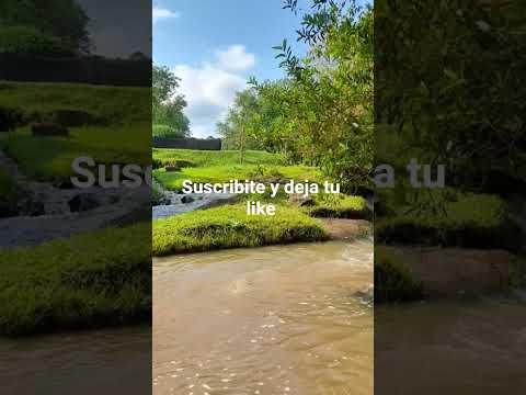 Campo Viera Misiones: Capital Nacional del Te