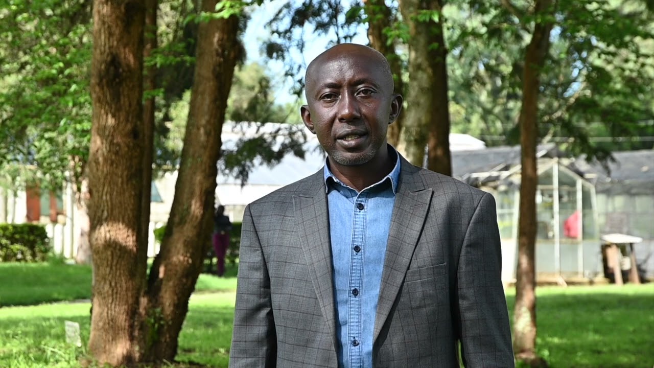 Tackling wheat rust in Kenya