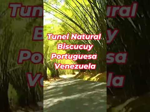 INCREIBLE - El Túnel Natural de Biscucuy - Tesoro Escondido en Portuguesa, Venezuela