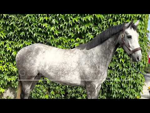 Tobolensky:CORNET OBOLENSKY x DARCO