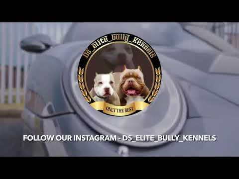 Ds_elite_bully_kennels American bully promotion video