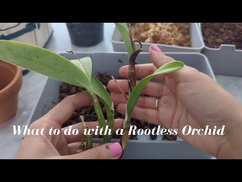 What to do with a Rootless Orchid? I thought I could repot, but had to do something else…