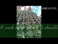 Basic Seedling Transplanting