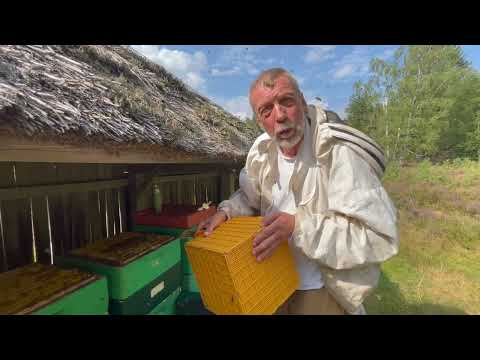 Buckfastzucht Friedrichskoog - in der Heide gewandert