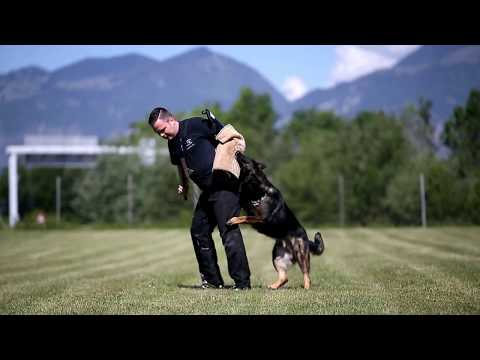 Inuk vom Weinbergblick - Schutzdienst - Protection - Mai 2018 - Video by Petra Fürstová