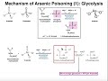 Drugs & Xenobiotics | Mechanisms of Arsenic Poisoning