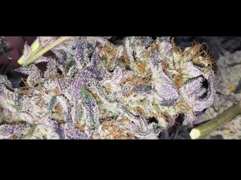 AyBe x Traumatik - Sell Um [Prod. By J2S]