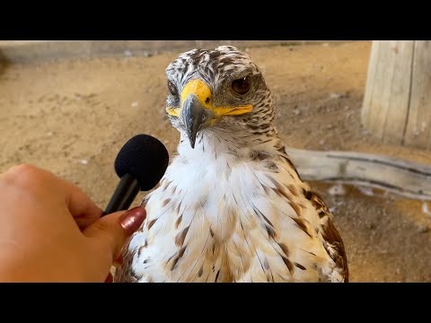 I interviewed animals with a tiny mic again