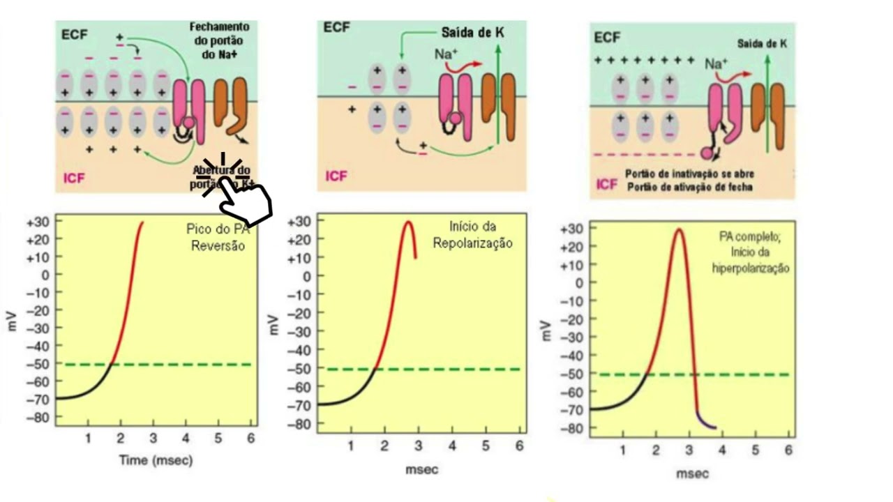 Entendendo o potencial de ação, períodos refratários e condução saltatória e continua - FISIOLOGIA