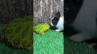 Download lagu katak kodok kaget telolet mp3