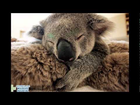 Baby Koala Hugs Unconscious Mom During Life-Saving Surgery