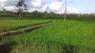preview picture of video 'Pejeng's village(Laplapan village) rice field-Gianyar-Bali.'