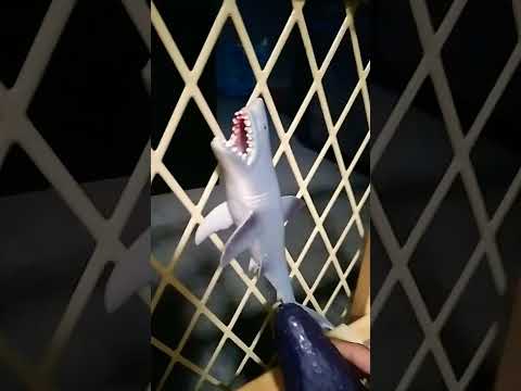 mosasaurus feeding show