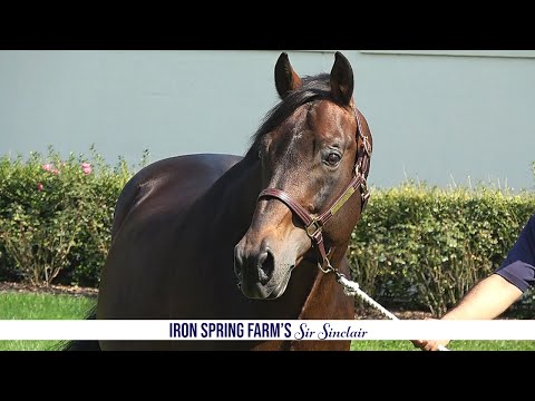 At 21 Years Old, a Day in the Life of Sir Sinclair, Keur - #1 USEF Dressage Sire 2015 - 2020