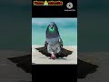 Kabootar Kign ️ Amrika Pigeon Shorts Kabootar Viralshorts