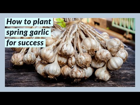, title : 'How to plant spring garlic for success'