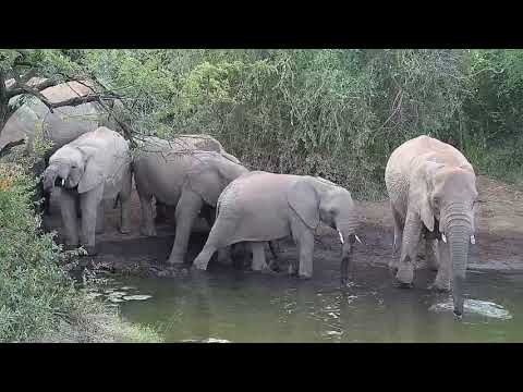 Kwa: Elephant herd with small ones enjoy a nice cool drink -16:30 - 05/21/19