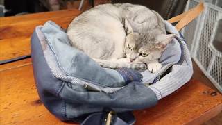 Abyssinian cat won’t get off backpack | CUTE CAT CLEO cat video