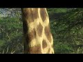 KnowZone Std 6 Wild Zone
