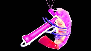 Cover art for space shrimp