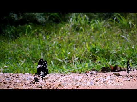 ムラサキマネシアゲハの飛翔