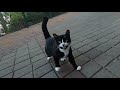 Tuxedo Cat Living At Seaside Is So Hungry And Thirsty