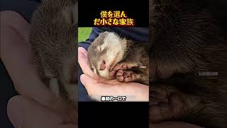 僕を選んだ小さな家族#カワウソ #動物感動 #癒し動画 #小動物